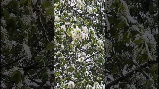 Снег в начале мая. С 1 мая. смотреть онлайн