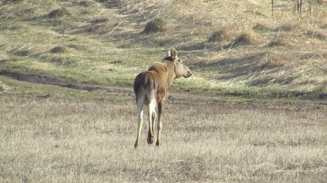Встреча с лосем в Кытмановском районе Алтайского края
