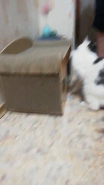 Это моя кисичка смотреть онлайн