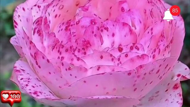 Корысть жадной хозяйки съёмной квартиры подтолкнула молодую пару... смотреть онлайн