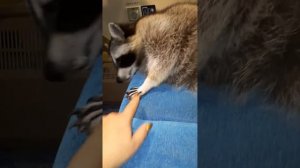 Енот Илюша резвится в поезде