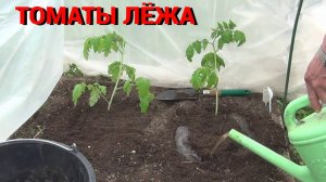 Посадка переросшей рассады томатов в теплицу. Сажаем томаты лёжа.