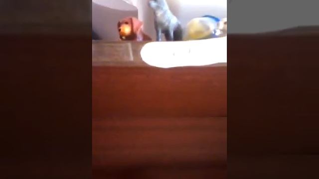 Мы взяли с магазина еще идного дегу/8 маота у рыбок оадились мальки смотреть онлайн