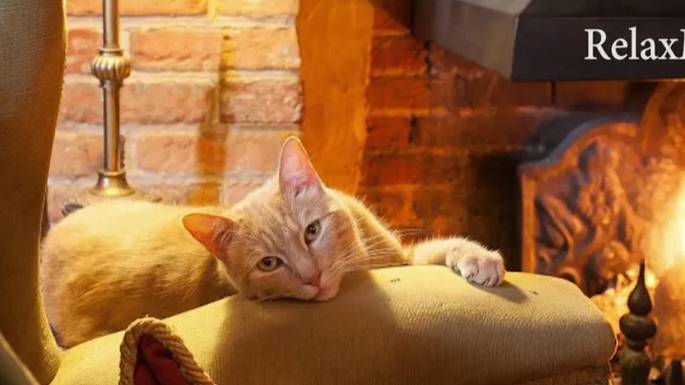 Расслабьтесь с мурлыкающим котом, потрескивающим камином и дождём за окном смотреть онлайн