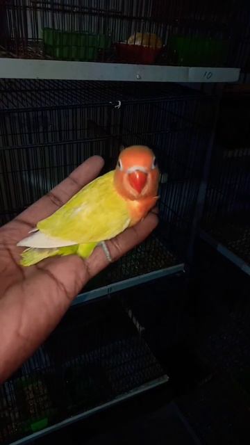 yellow Fischer|love birds|lovebird|breeding season|2022|2023 смотреть онлайн