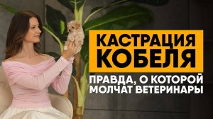 Кастрация кобеля: когда делать, плюсы и минусы, мифы и правда