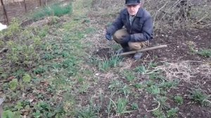 Сезонные работы весной. Как пересадить чеснок.