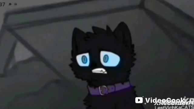 ушёл ЛЕВ а пришёл его ЛЬВЁНОК #Бич#котывоители#львёнок#лев# смотреть онлайн