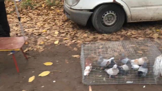 Ярмарка голубей Новый Буг 16.10.21. смотреть онлайн