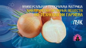 Лук 🔊 программа матрица по технологии Гаряева П.П ☀️ SoftRadio.ru