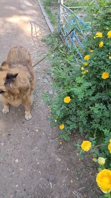 28 мая 2023 г. Доброе утро с Белкой 🐕 🌤