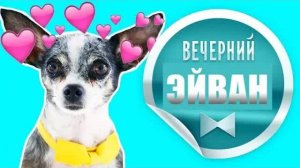 Любовь с первого взгляда? ❤️ Эйван рассказывает всё! 🐾