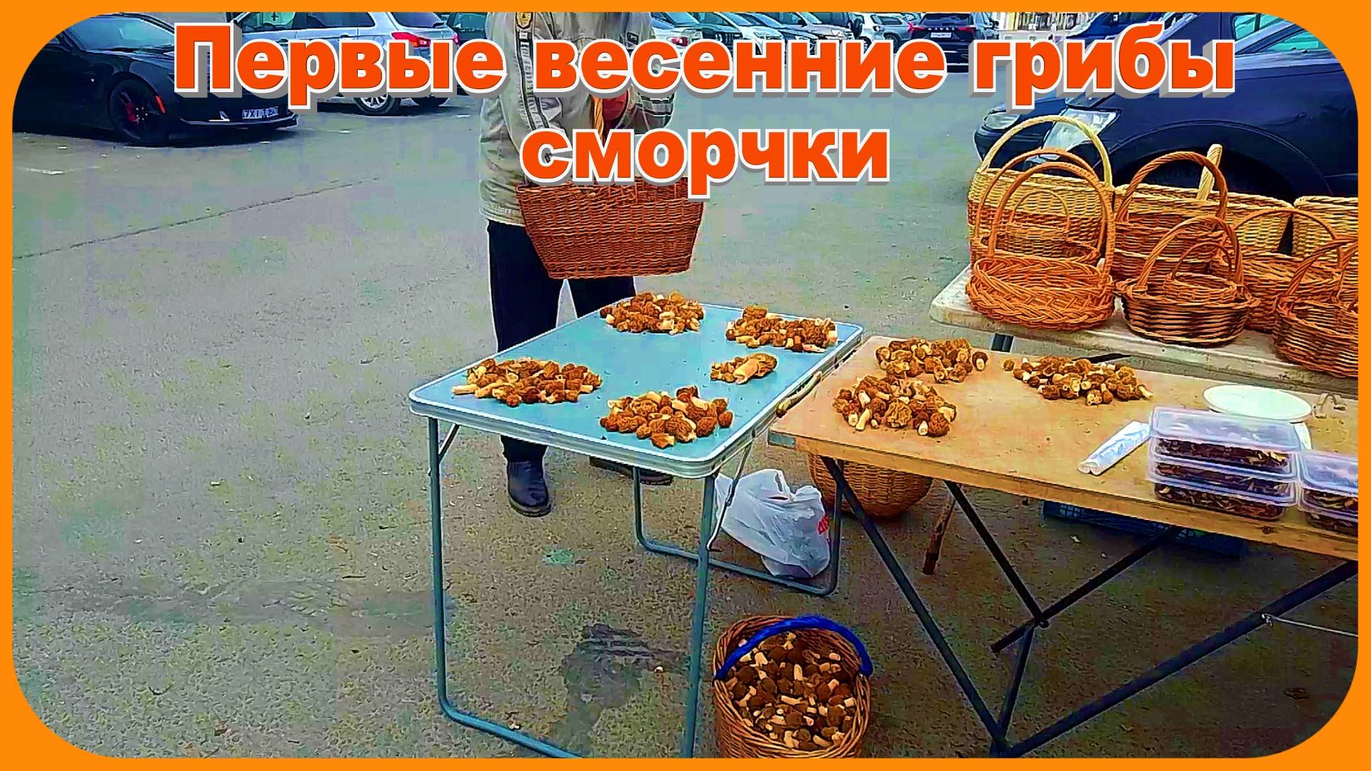 Грибы первые весенние сморчки смотреть онлайн