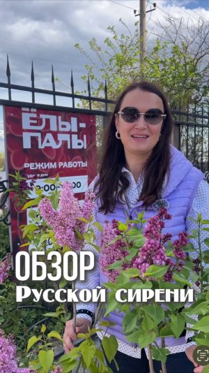 Обзор Русской сирени в питомнике «ЁЛЫ-ПАЛЫ»