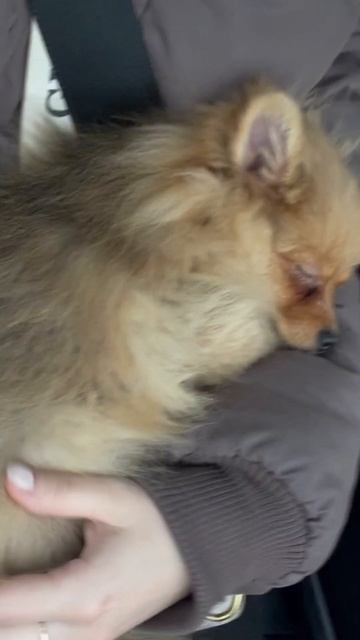 Снова вместе 😍 #шпиц #шпицуля #шпицы #померанскийщпиц #щенок #щенокшпица #померанец #померанский