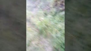 Срущий пацан