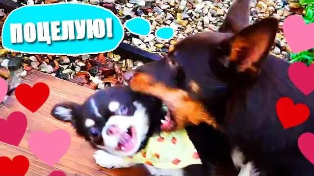 Разлука, признания и песня! 💌🎤 Что происходит с питомцами? смотреть онлайн