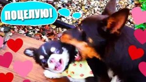 Разлука, признания и песня! 💌🎤 Что происходит с питомцами?