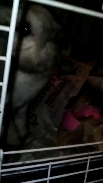 Самый злой кролик