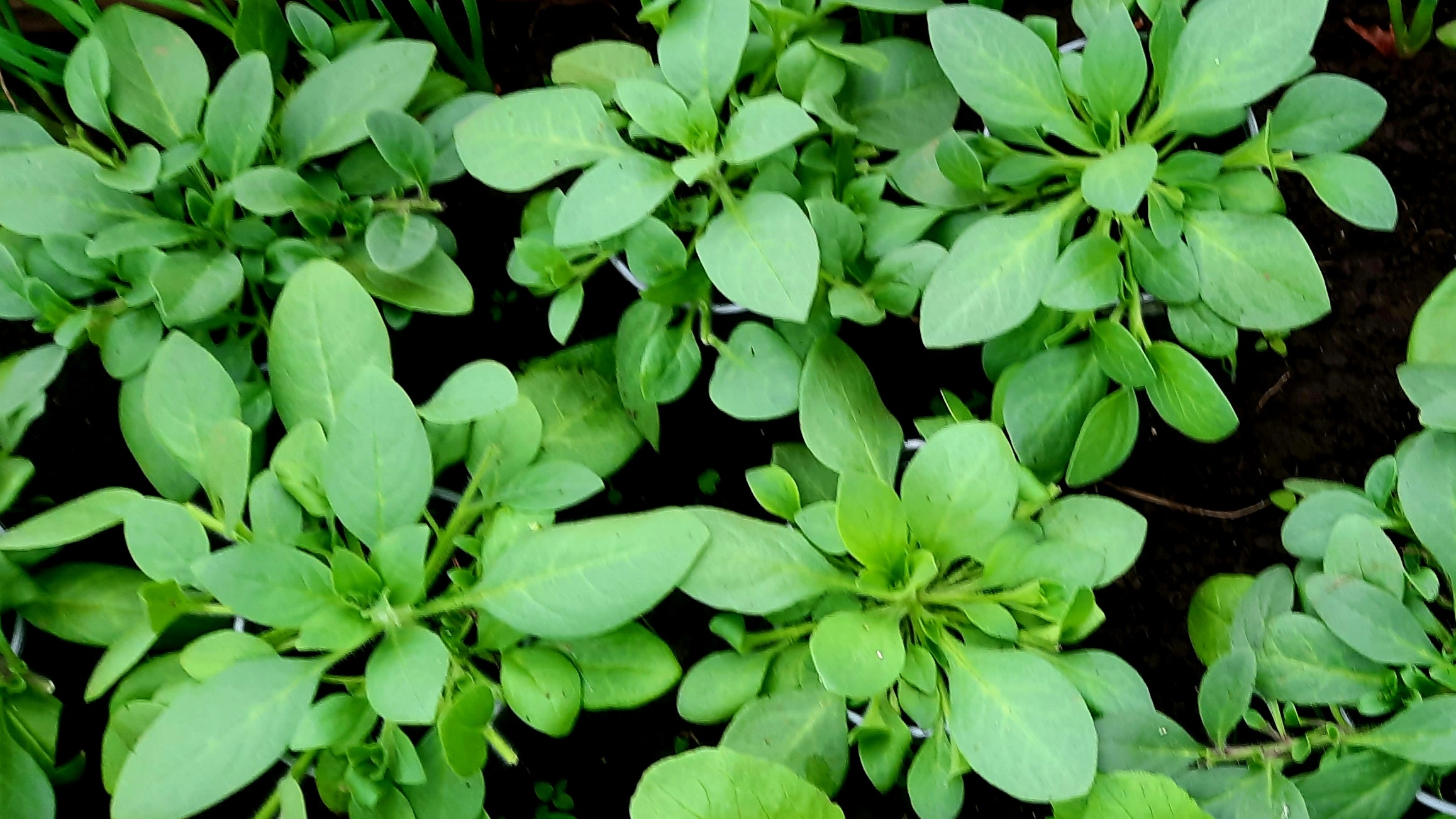 Правильная обрезка петуний и лобелии!! Подготовка рассады для высадки!! смотреть онлайн