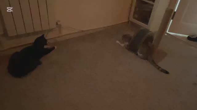 Кая и Райчо смотреть онлайн