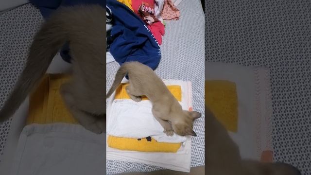 Котики