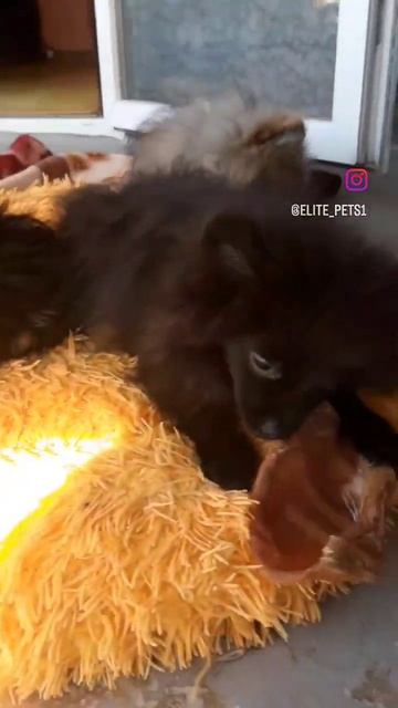 Продажа,Щенки Померанский Шпиц, Йоркширский терьер.Доставка,+79788972514.вопросы  Ватсапп Вайбер