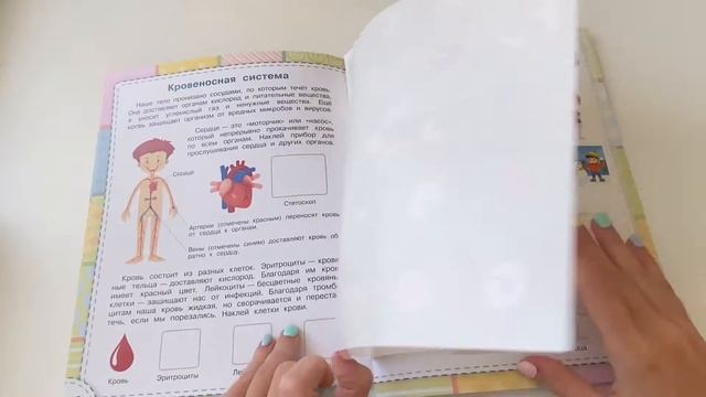 Тело человека. Книжки с наклейками. 4+ смотреть онлайн