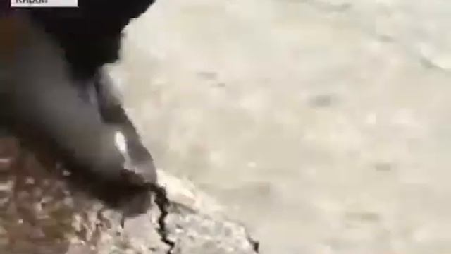 Новости Вот оно ходит ПРИКОЛ смотреть онлайн