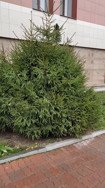 Городские елочки выстроились, как на подиуме, одна краше другой. Украшают территорию Преображенской смотреть онлайн