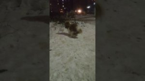 Прикол - запор у собаки