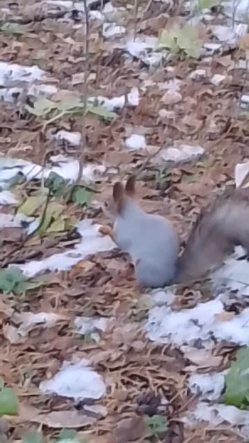 Белочка в парке! смотреть онлайн