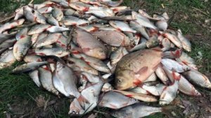 Рыбалка на Дону в мае.Ночная рыбалка на Дону 1.05.2025