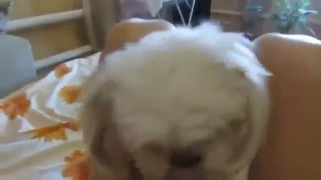 ► Твою котлету съели || Прикол с собакой смотреть онлайн
