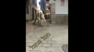 Энг зур узбек прикол #30 Uzbek prikol