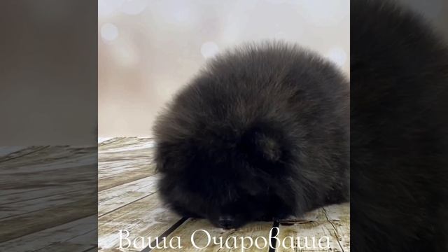 Лэнон сын Лулу смотреть онлайн
