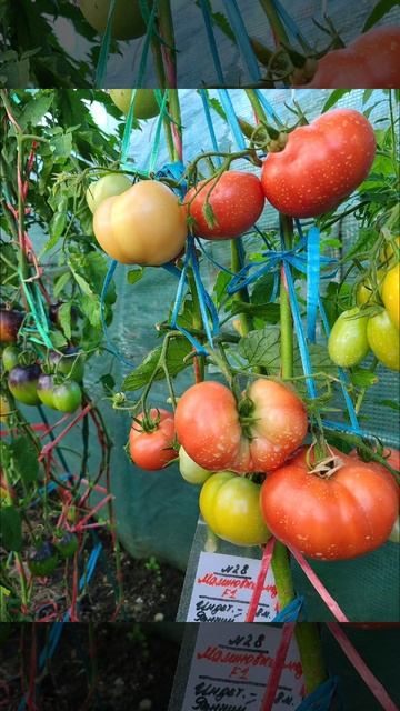 Томат МАЛИНОВЫЙ МЁД F1 (Продаю семена томатов)