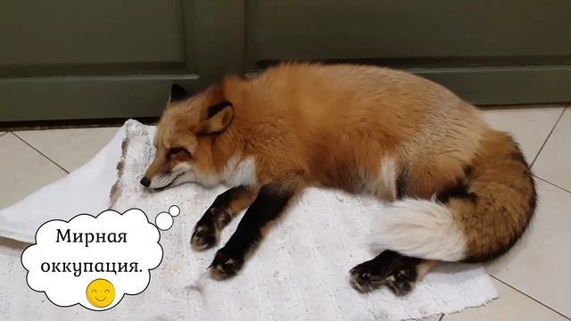 ЛИ СЯО. Алиса - Лиса. Внезапное желание лисы пожить в доме. смотреть онлайн