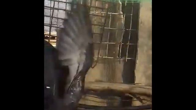 Голуби Алима смотреть онлайн