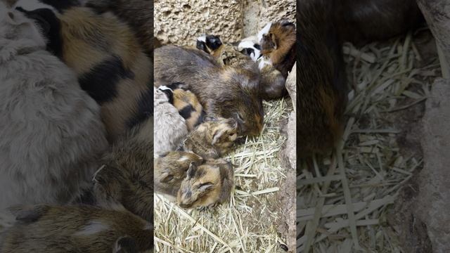 Много пушистого счастья: морская свинка, заслуживающая звания матери-героини смотреть онлайн