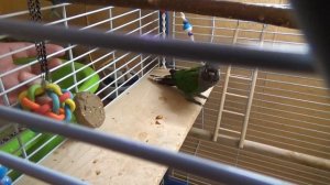 Смешной попугай Пиррура. Супер прикол! Pyrrhura lepida