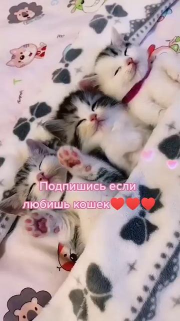 #shorts #котята #кошки #милота #love смотреть онлайн