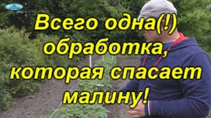 Вредители малины. Чем обработать малину ВЕСНОЙ от вредителей