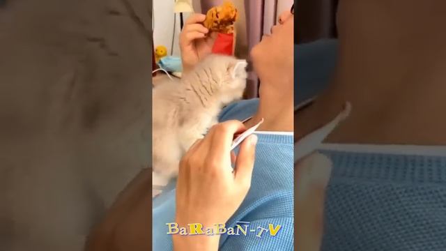 😺 Кошачий дурдом! 🐈 Смешное видео с котами и котятами для хорошего настроения! 😸 смотреть онлайн
