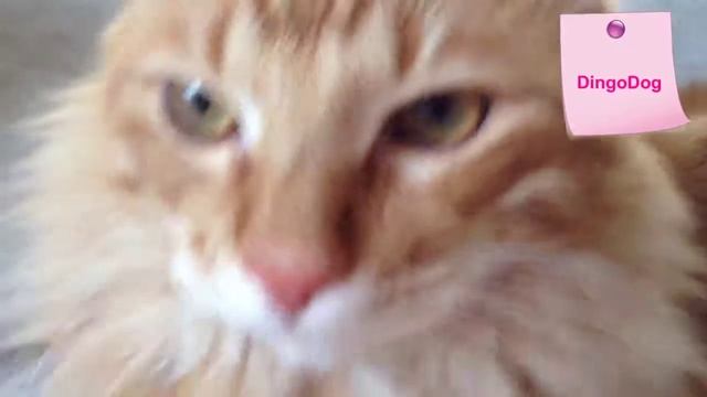 My cat ( kурильский бобтейл) смотреть онлайн