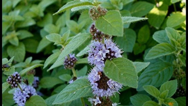 Изумительные аксессуары