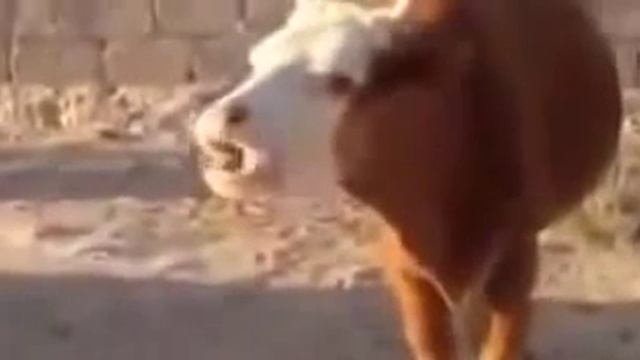 СерьёзныЙ разговоР!!!! смотреть онлайн