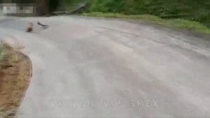 Большая Ящерица нападает на Собаку