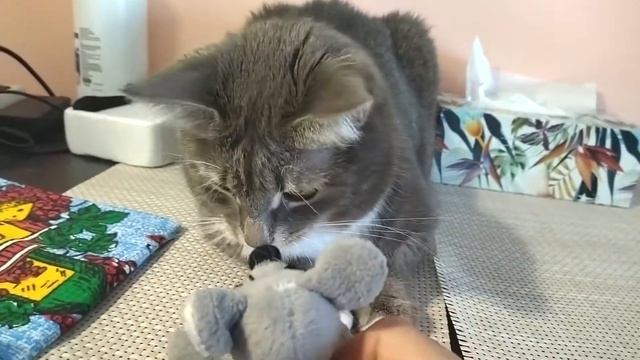 Прикол! Кошка мышку стерегла. Шуточная скороговорка смотреть онлайн