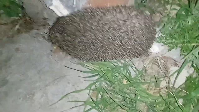 Первый ёжик в этом году и моя вислоухая кошка Зайка #животные #кошки #ежик